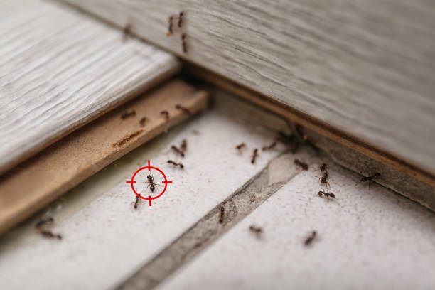 Best Mosquito Control Services  in Port Dickinson, NY