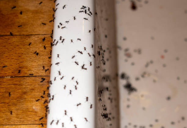  Port Dickinson, NY Pest Control Pros