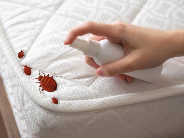 Trusted Port Dickinson, NY Pest Control Experts