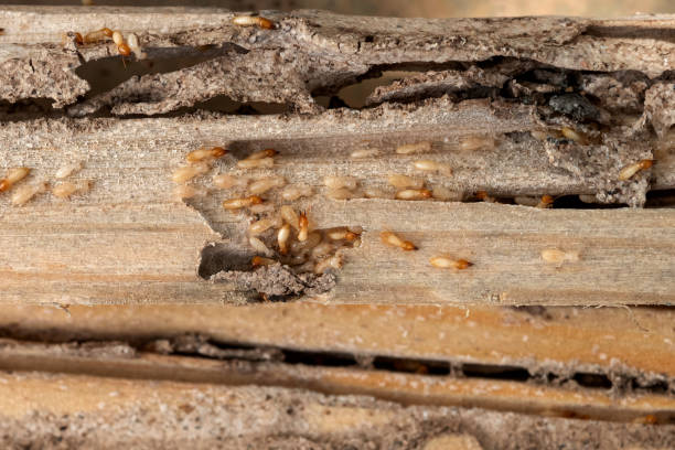 Best Affordable Pest Control Services  in Port Dickinson, NY