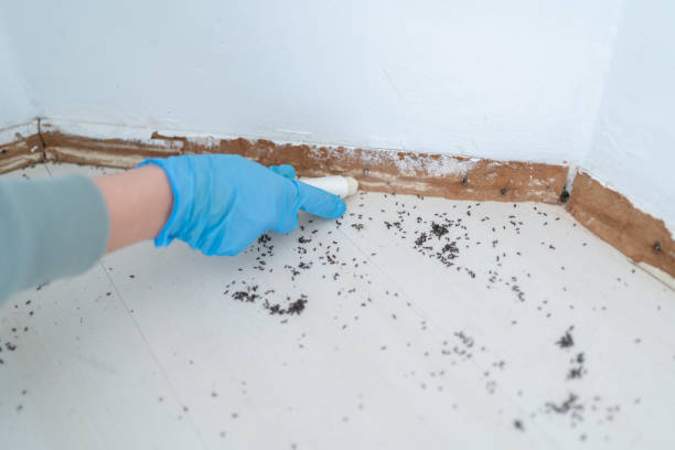 Best Pest Prevention Services  in Port Dickinson, NY